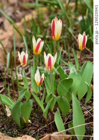庭の二色のミニチューリップ 庭の二色のミニチューリップ 126020941