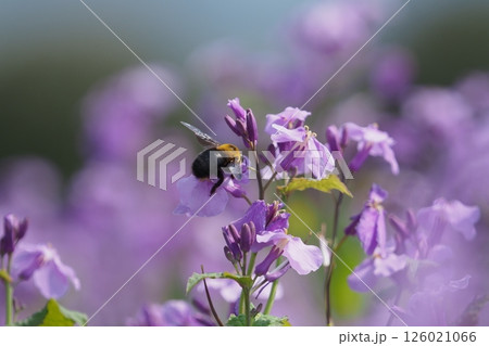 ムラサキハナナの花とマルハナバチ 126021066