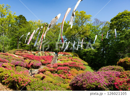 長野県下伊那郡松川町の台城つつじ祭り 長野県下伊那郡松川町の台城つつじ祭り 126021105