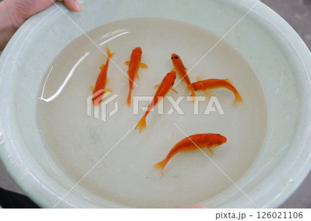 縁日で子供が釣った6匹の金魚と子供の指 126021106