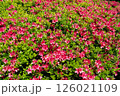 赤いつつじの花の写真 126021109