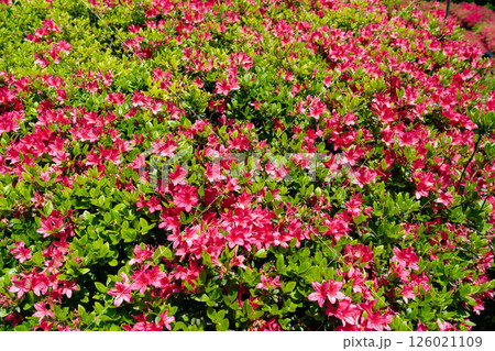 赤いつつじの花の写真 126021109