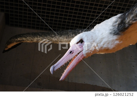 絶滅したペラゴルニス・サンデルシが飛翔する様子を横から見て撮影した画像 絶滅したペラゴルニス・サンデルシが飛翔する様子を横から見て撮影した画像 126021252