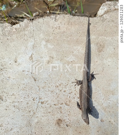 Lizard Resting on Aged Concrete Surface in Urban Setting with Natural Elements 126021283
