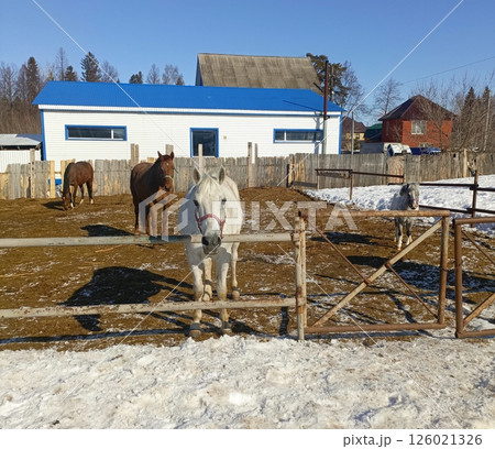 Four Horses Grazing Peacefully in Rustic Paddock Against Rural Landscape Four Horses Grazing Peacefully in Rustic Paddock Against Rural Landscape 126021326