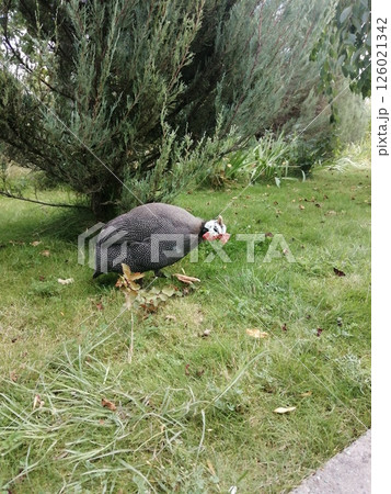 Spotted Guineafowl Gracefully Walking Through Lush Garden Landscape 126021342