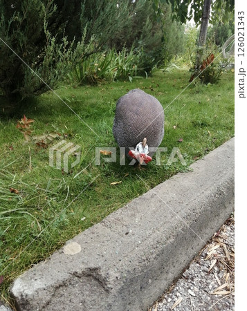 Solitary Helmeted Guineafowl Cautiously Standing Near Urban Curb 126021343