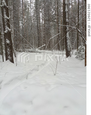 Peaceful Snow-Laden Forest Path Winding Through Majestic Pine Trees Peaceful Snow-Laden Forest Path Winding Through Majestic Pine Trees 126021360
