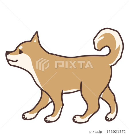 歩く柴犬 左向き 126021372