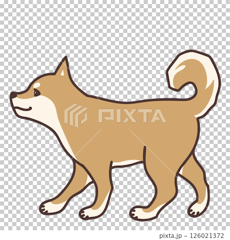 朝左行走的柴犬 朝左行走的柴犬 126021372