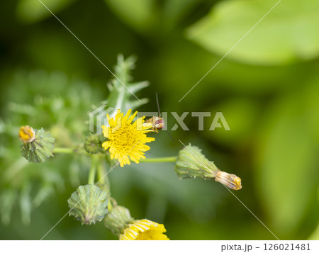 ノゲシの花に止まるハナアブ ノゲシの花に止まるハナアブ 126021481