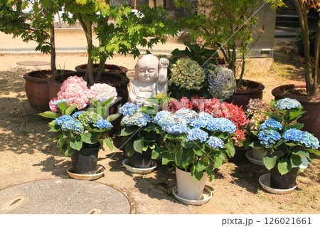 岡寺・あじさい 126021661