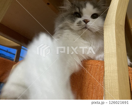 椅子の上の猫 椅子の上の猫 126021691