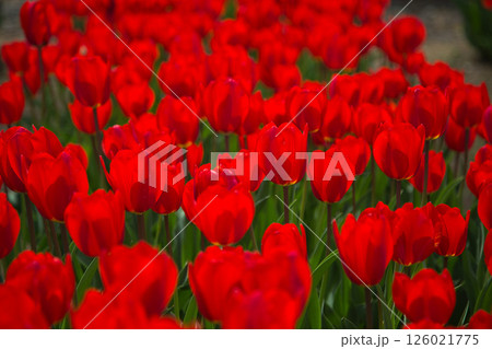 春の花壇に咲く色とりどりのチューリップ 126021775