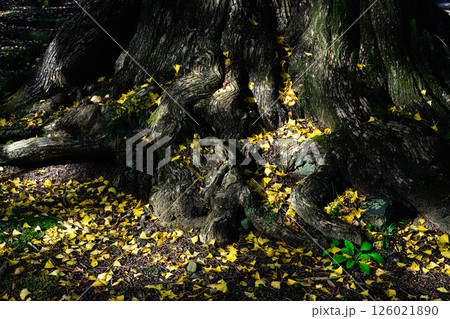 大木の根　法龍寺 126021890