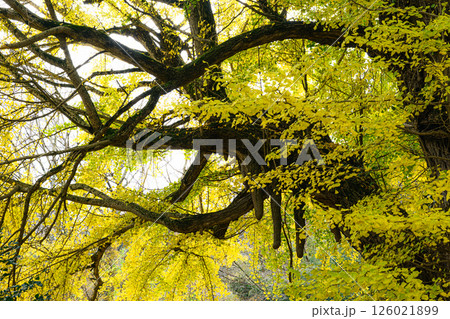 紅葉したイチョウの大木 法龍寺 紅葉したイチョウの大木 法龍寺 126021899