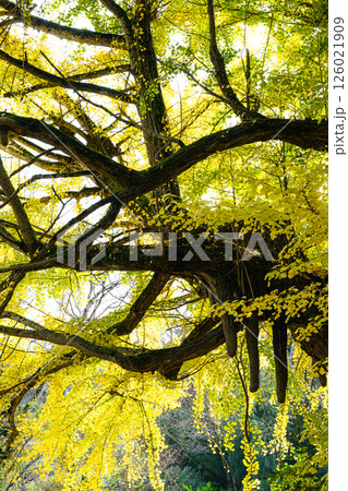 紅葉したイチョウの大木 法龍寺 紅葉したイチョウの大木 法龍寺 126021909
