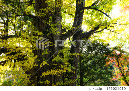 紅葉したイチョウの大木　法龍寺 126021910