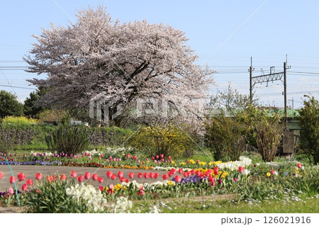 春の公園に咲く薄桃色のソメイヨシノの桜の花とカラフルなチューリップの花 春の公園に咲く薄桃色のソメイヨシノの桜の花とカラフルなチューリップの花 126021916