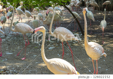 Flock of flamingos in a zoo Flock of flamingos in a zoo 126022152