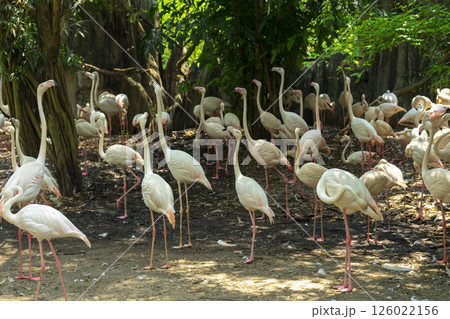 Flock of flamingos in a zoo 126022156