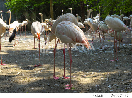 Flock of flamingos in a zoo 126022157