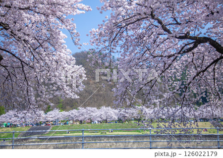 馬見ヶ崎桜ライン 馬見ヶ崎桜ライン 126022179
