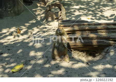 Prairie Dog Sits On the Edge of A Hole. 126022192