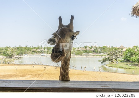 A giraffe walks in a zoo with tree background, Asia Bangkok of Thailand. A giraffe walks in a zoo with tree background, Asia Bangkok of Thailand. 126022209
