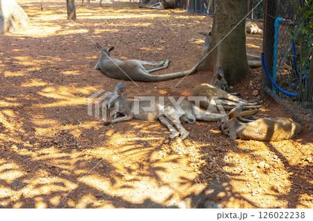 Wild red kangaroo sleeping and resting on the grass in the park 126022238
