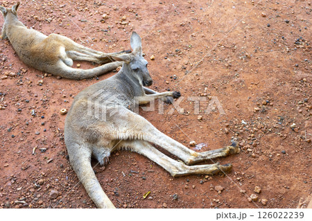 Wild red kangaroo sleeping and resting on the grass in the park Wild red kangaroo sleeping and resting on the grass in the park 126022239