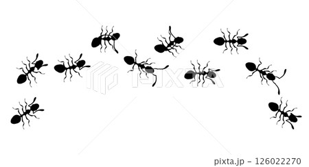 Black Ants Marching in a Line on White Background 126022270
