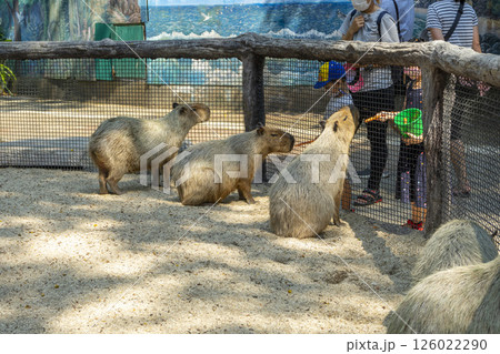 Bangkok, Thailand - Mar 6, 2022 : Children and family happily feeding capybaras in Safari World Zoo in Bangkok, Thailand on Mar 6, 2022. People wear a facemask to avoid viruses in the era of covid-19. 126022290