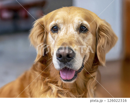 ゴールデンレトリバー　AI生成画像  126022316