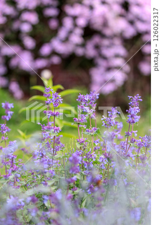 北海道由仁町、キャットミントと呼ばれるネペタ・ファッシーニ【5月】 126022317