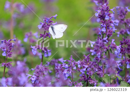 北海道由仁町、キャットミントと呼ばれるネペタ・ファッシーニと蝶々【5月】 126022319