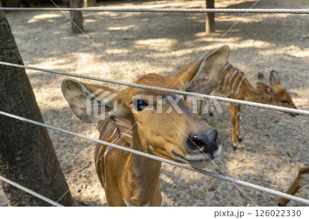 A Nyala female (Tragelaphus angasii) in a zoo. A Nyala female (Tragelaphus angasii) in a zoo. 126022330