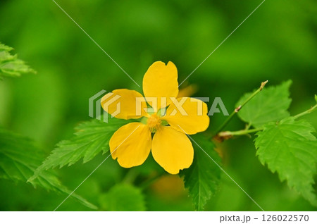 ヤマブキの黄色い花クローズアップ ヤマブキの黄色い花クローズアップ 126022570