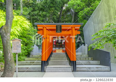 生田神社境内に鎮座する稲荷神社 連なる鳥居 生田神社境内に鎮座する稲荷神社 連なる鳥居 126022830