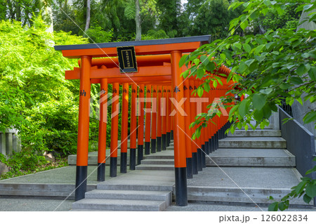 生田神社境内に鎮座する稲荷神社　連なる鳥居 126022834