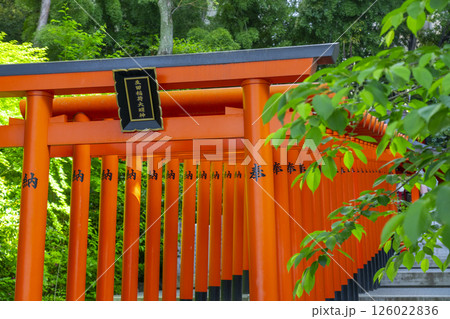生田神社境内に鎮座する稲荷神社　連なる鳥居 126022836