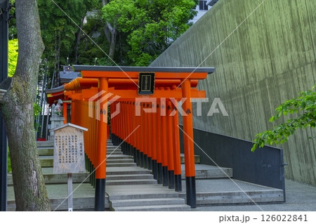 生田神社境内に鎮座する稲荷神社 連なる鳥居 生田神社境内に鎮座する稲荷神社 連なる鳥居 126022841
