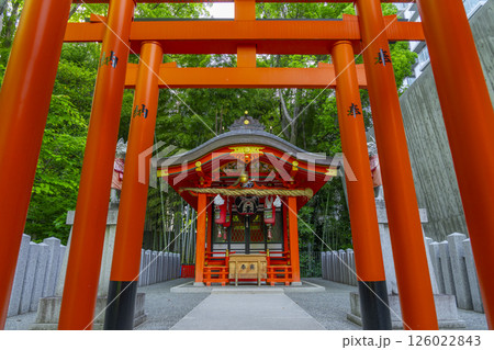 生田神社境内に鎮座する稲荷神社 連なる鳥居 生田神社境内に鎮座する稲荷神社 連なる鳥居 126022843