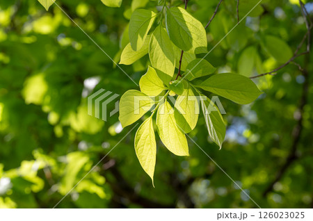 爽やかな新緑イメージ素材 126023025