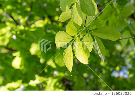 梅の実 梅の実 126023026