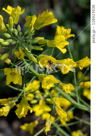 菜の花にとまる蜂 126023036