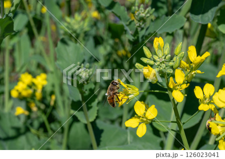 菜の花にとまるミツバチ 菜の花にとまるミツバチ 126023041