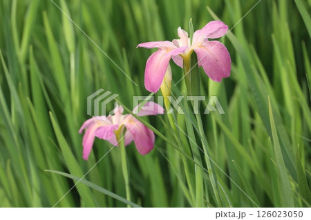 早咲きの菖蒲 早咲きの菖蒲 126023050