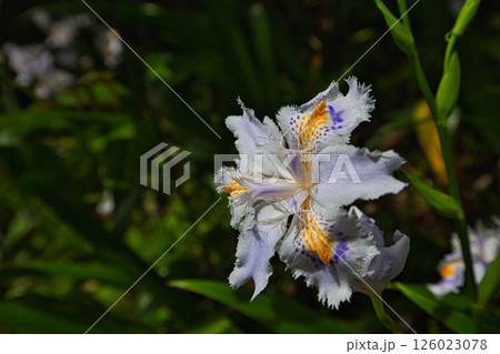 ノールダム号が敦賀寄港 126023078