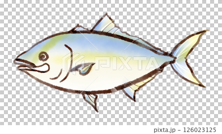 Illustration of amberjack (sumi-e style) Illustration of amberjack (sumi-e style) 126023125